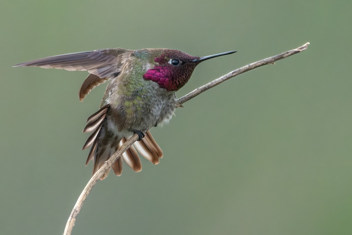 Anna's Hummingbird - ML616374048