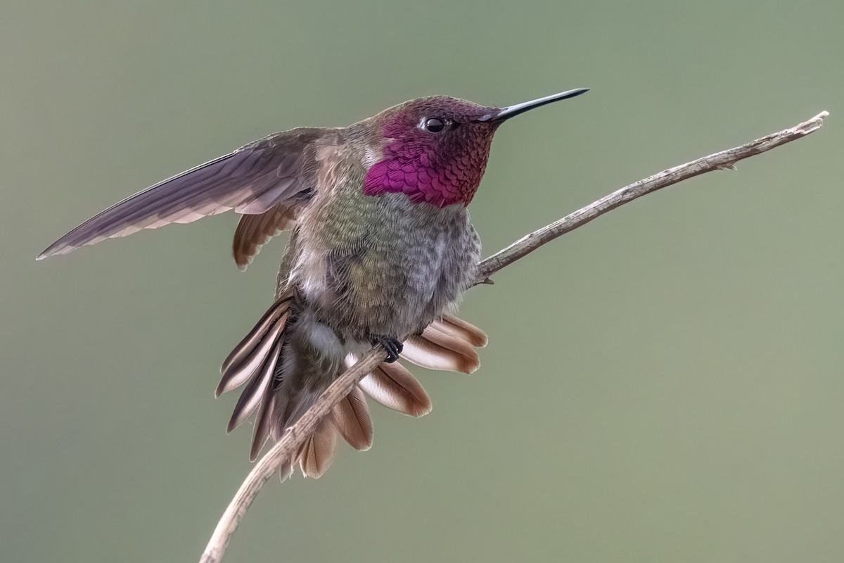 Anna's Hummingbird - ML616374050