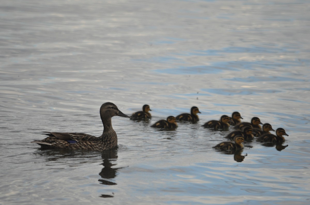 Mallard - ML616374078