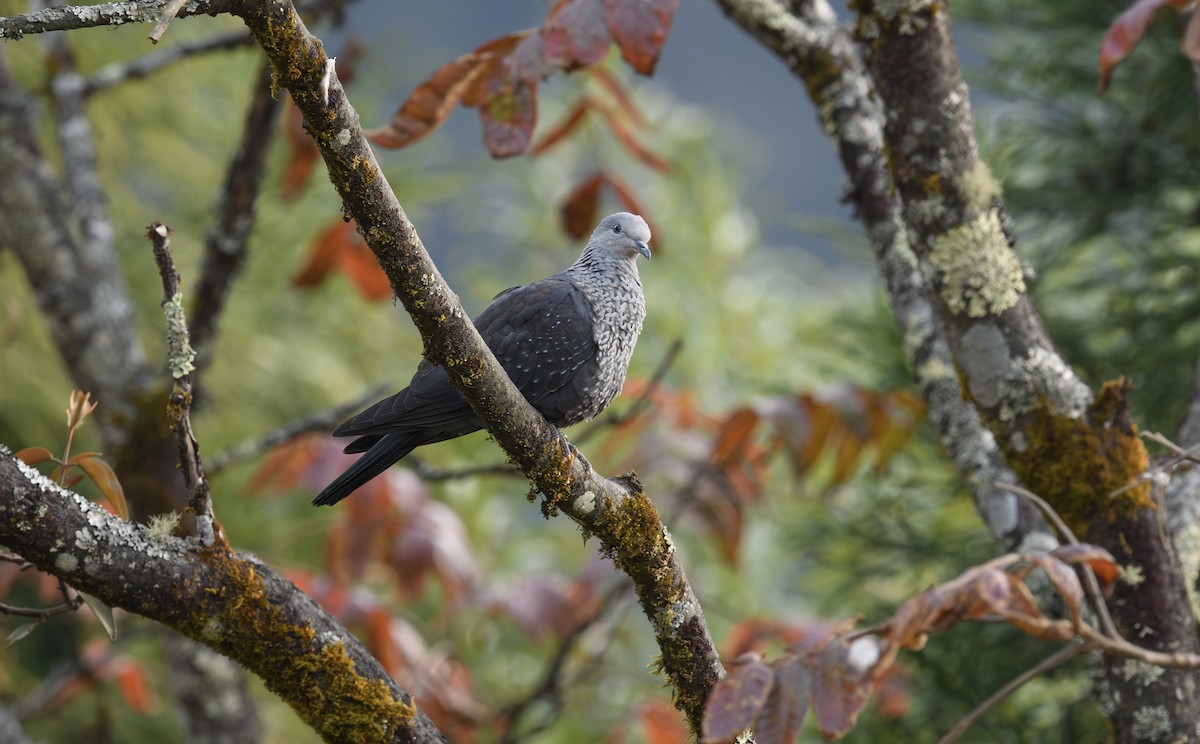 Pigeon de Hodgson - ML616374098