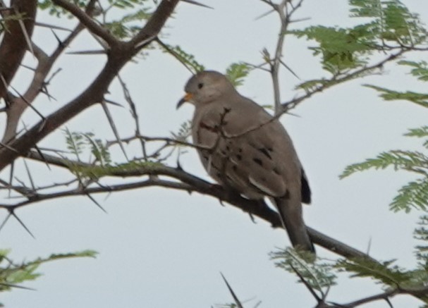 Croaking Ground Dove - ML616374132