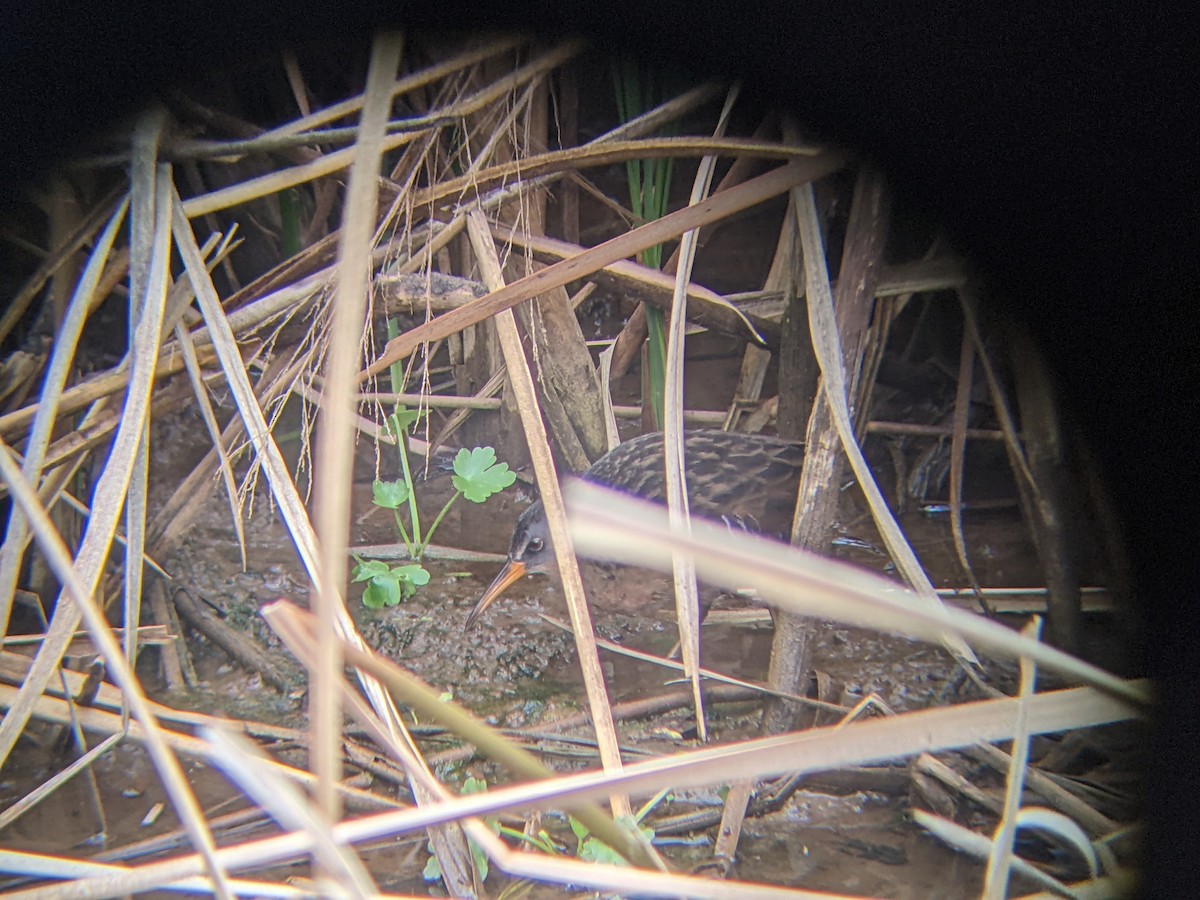 Virginia Rail - Jon K