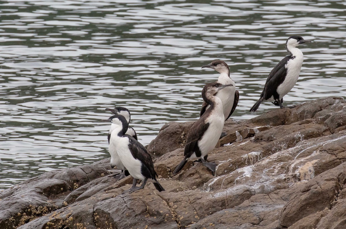 Black-faced Cormorant - ML616374152