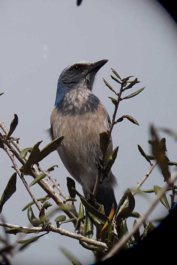 Florida Scrub-Jay - ML616374158