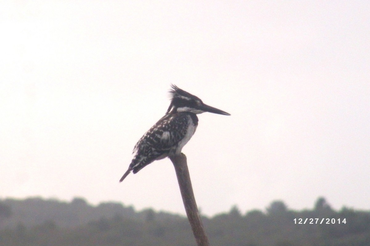 Pied Kingfisher - ML616374269