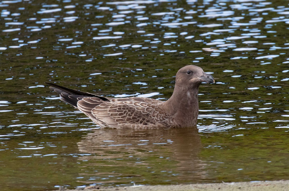 Gaviota de Tasmania - ML616374279