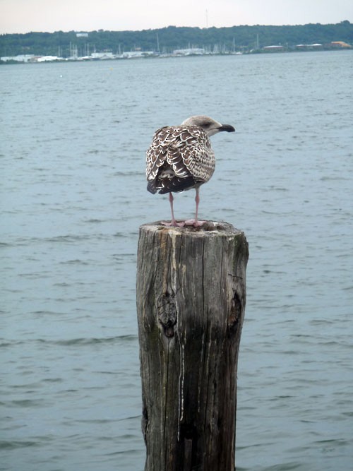 Great Black-backed Gull - ML616374284