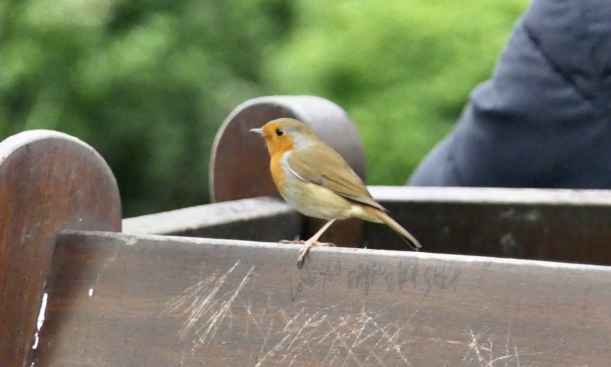 European Robin - ML616374338