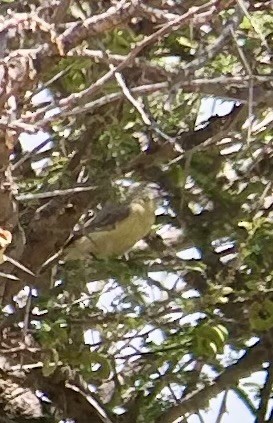 Pájaro Moscón de El Cabo - ML616374378