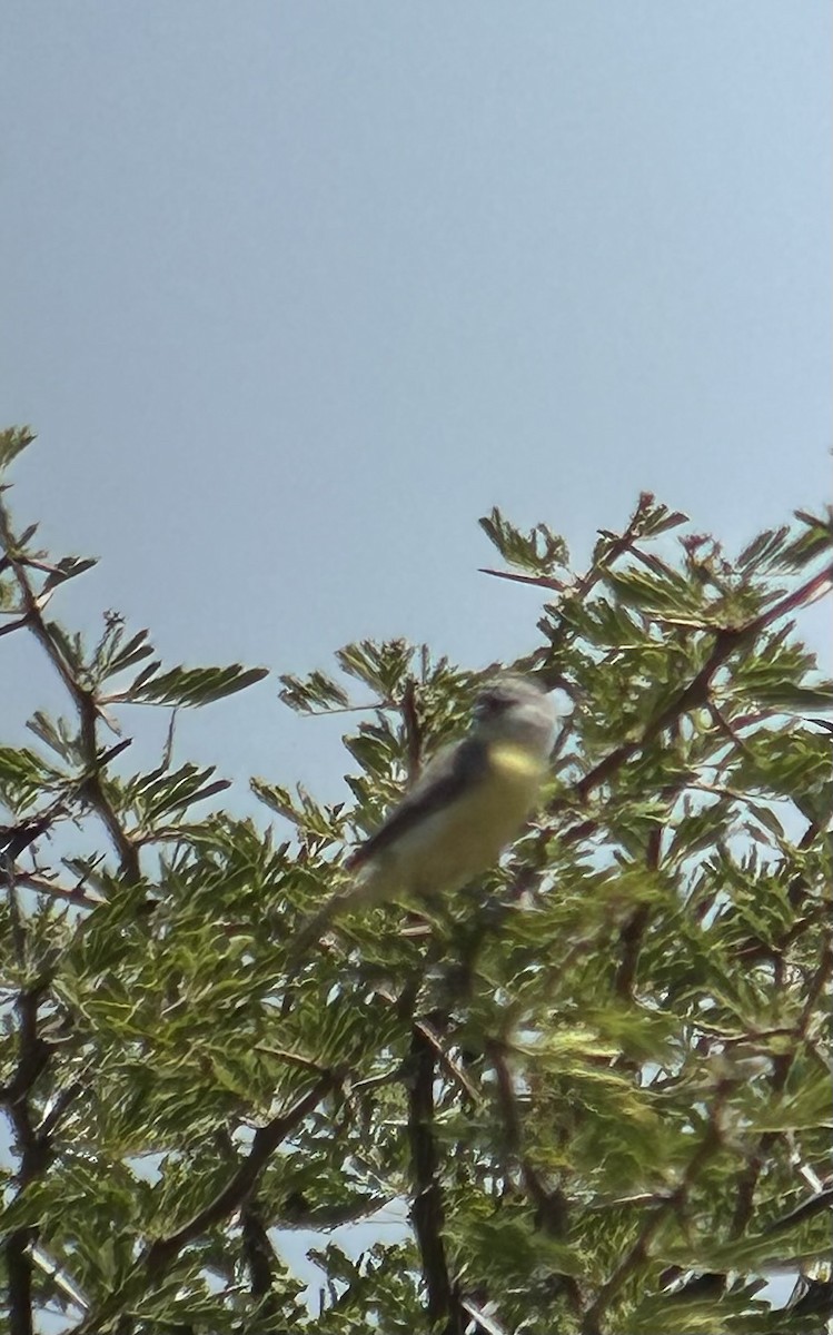 Pájaro Moscón de El Cabo - ML616374380