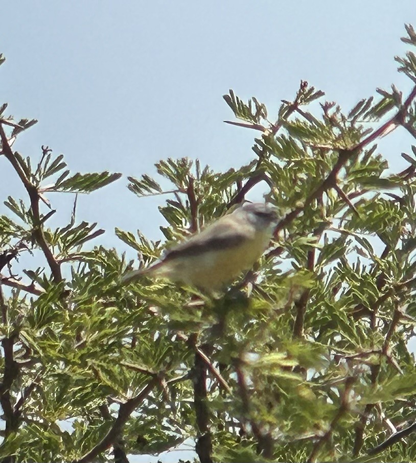 Pájaro Moscón de El Cabo - ML616374381