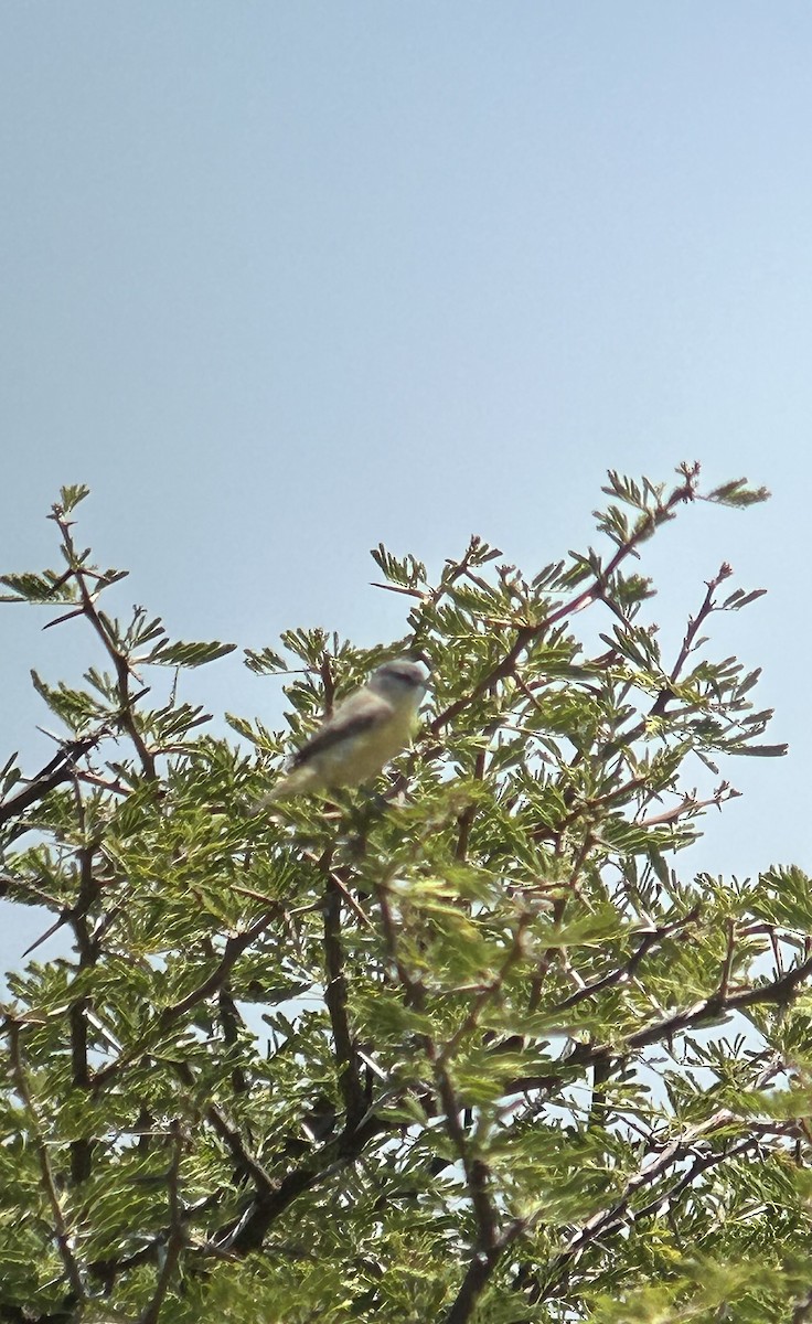 Pájaro Moscón de El Cabo - ML616374383