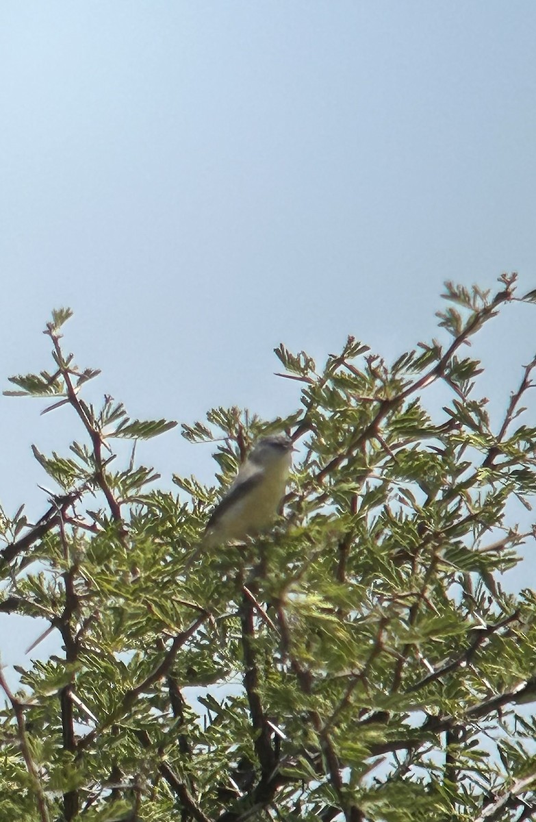 Pájaro Moscón de El Cabo - ML616374384