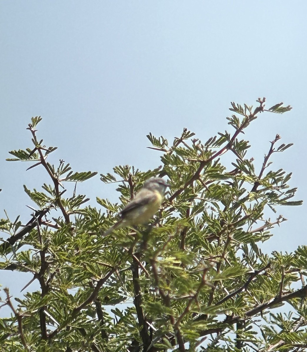 Pájaro Moscón de El Cabo - ML616374385