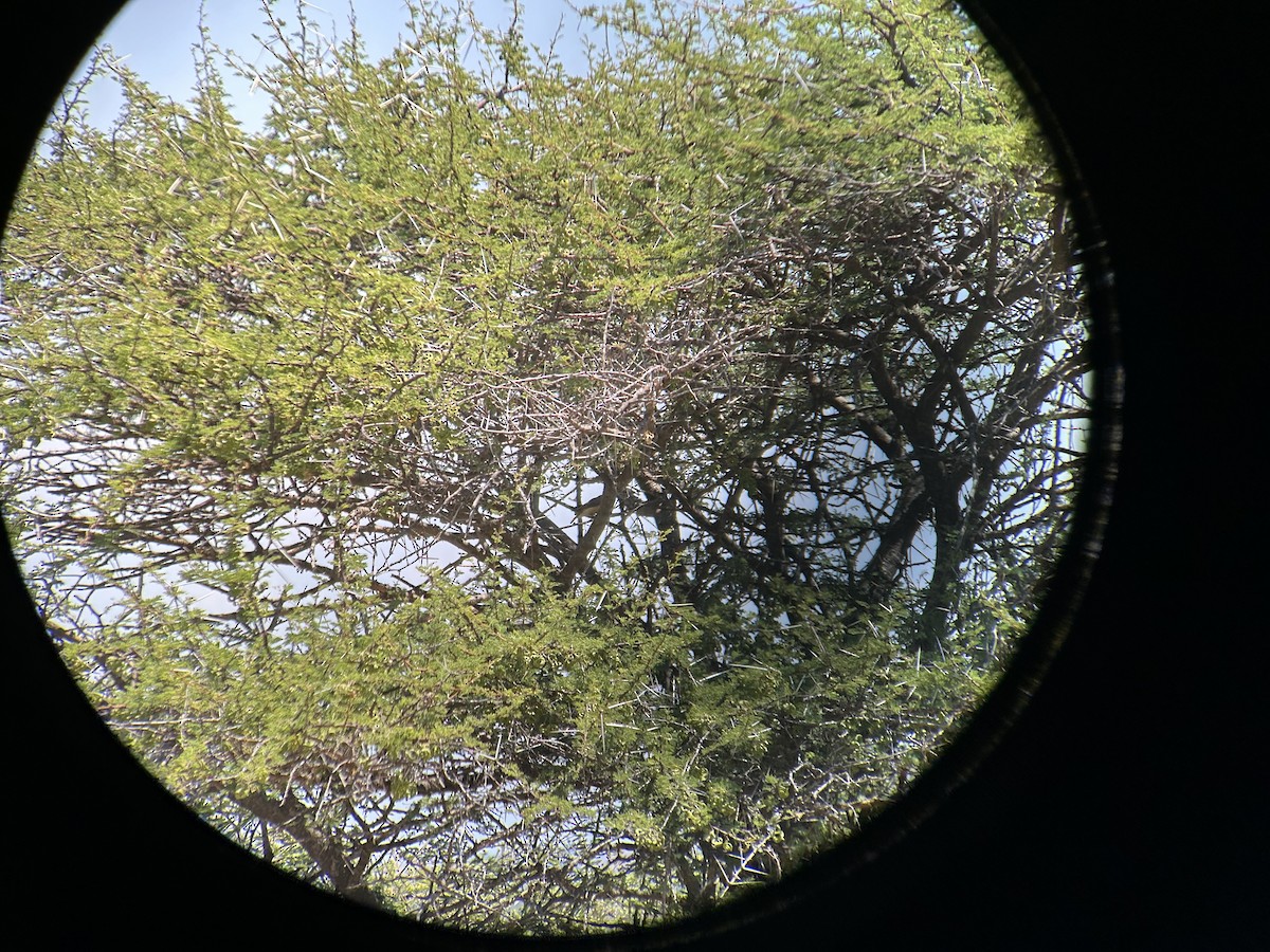 Pájaro Moscón de El Cabo - ML616374386
