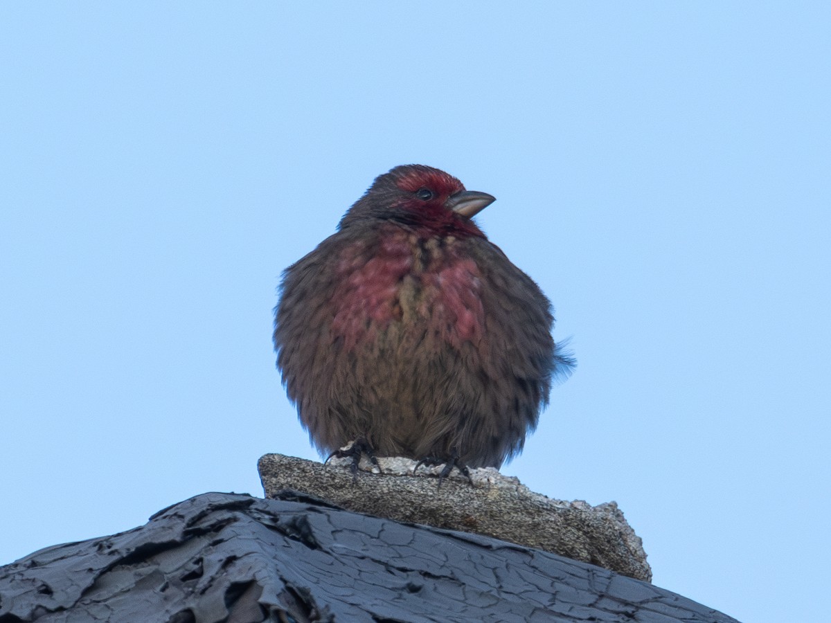 Red-fronted Rosefinch - ML616374396