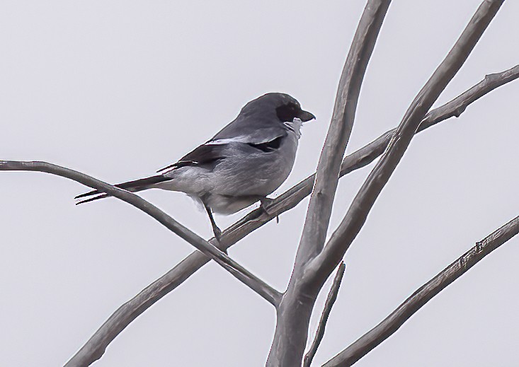 Loggerhead Shrike - ML616374416