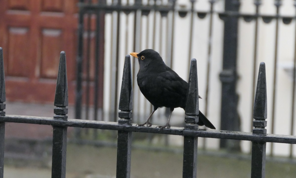 Eurasian Blackbird - ML616374429