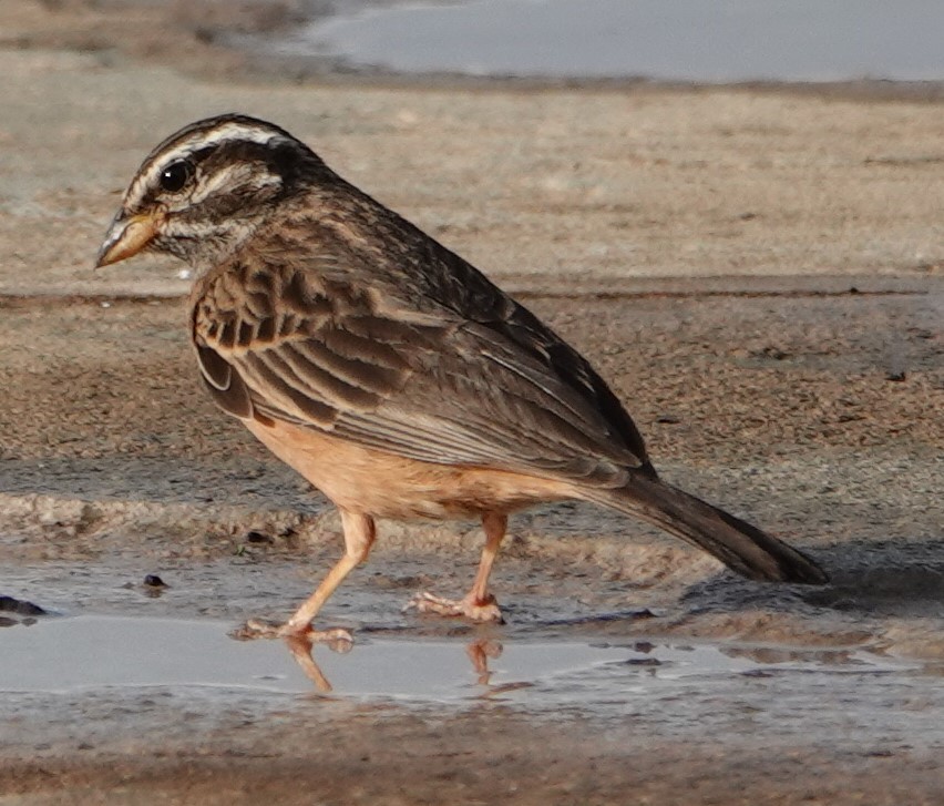 Cinnamon-breasted Bunting - ML616374470