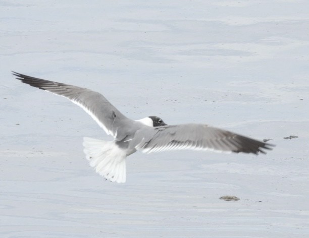 Mouette atricille - ML616374475