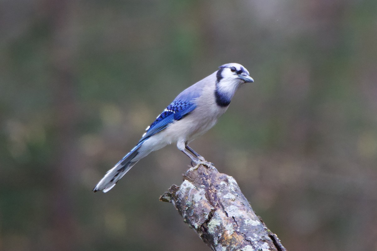 Blue Jay - ML616374504