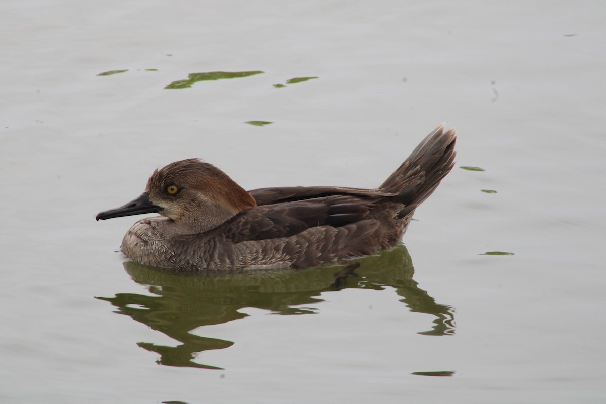 Hooded Merganser - Shawn Zack