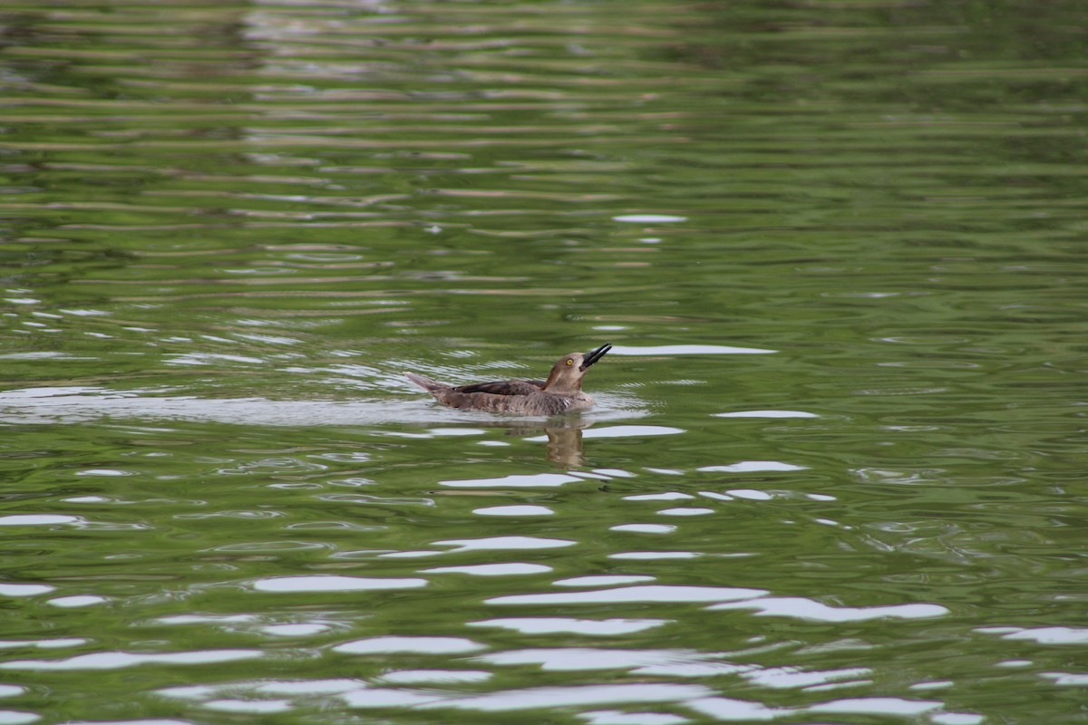 Hooded Merganser - ML616374510