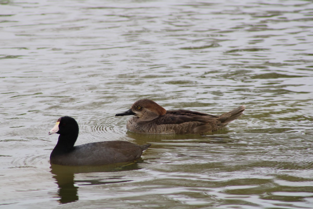 Hooded Merganser - ML616374511