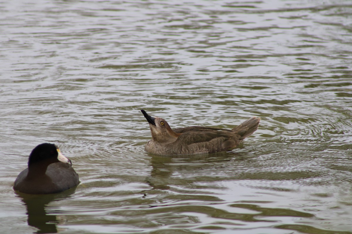 Hooded Merganser - ML616374512