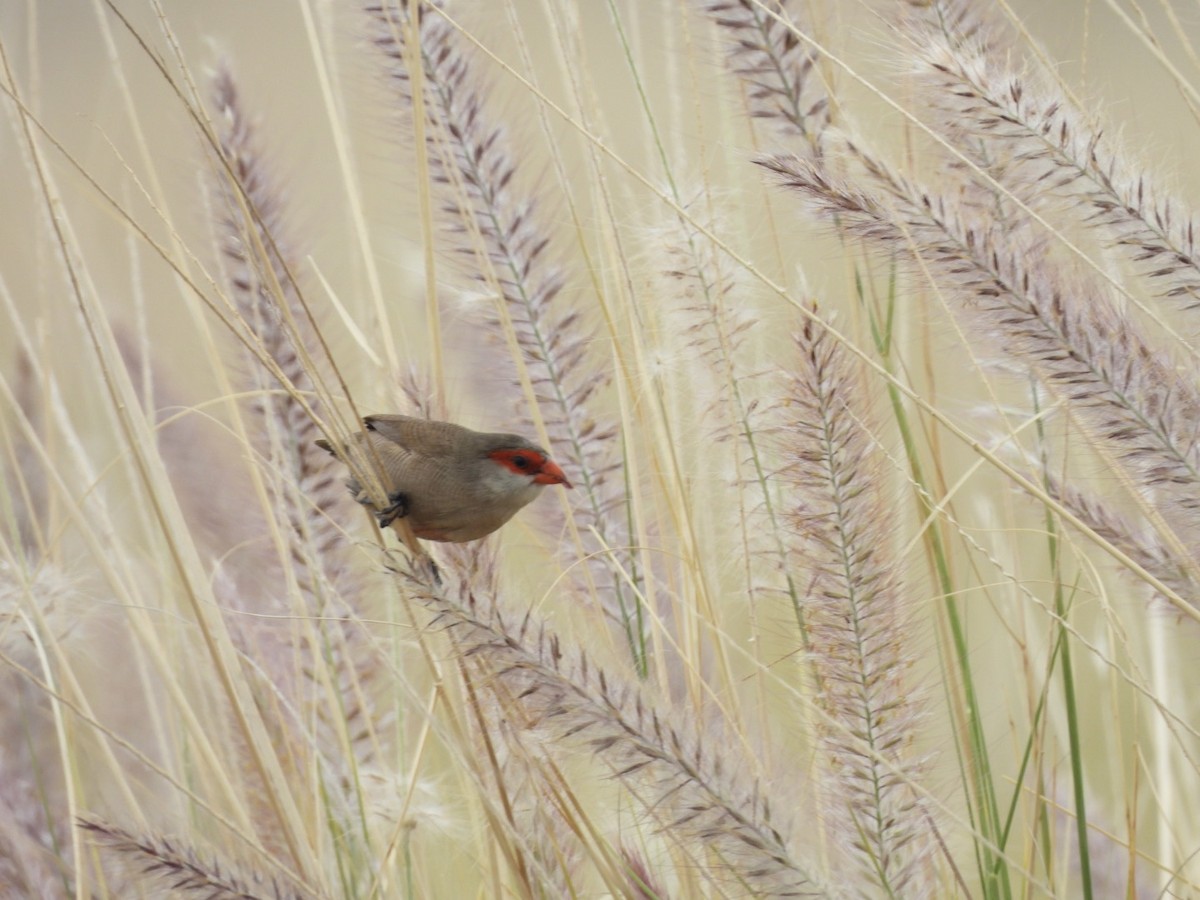 Common Waxbill - ML616374535