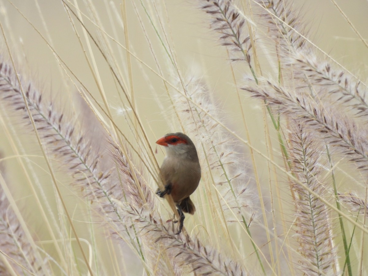 Common Waxbill - ML616374536