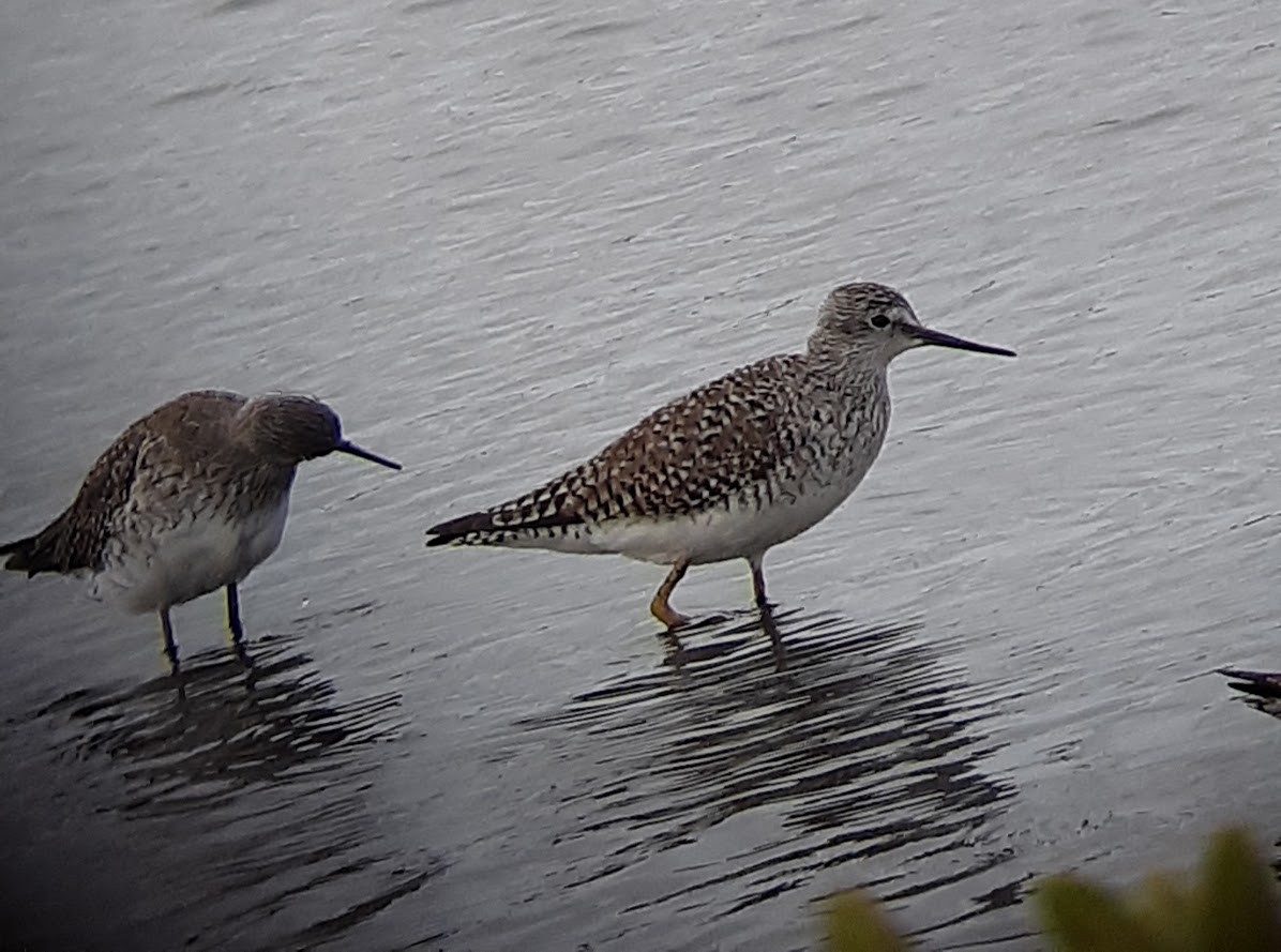 Lesser Yellowlegs - ML616374537