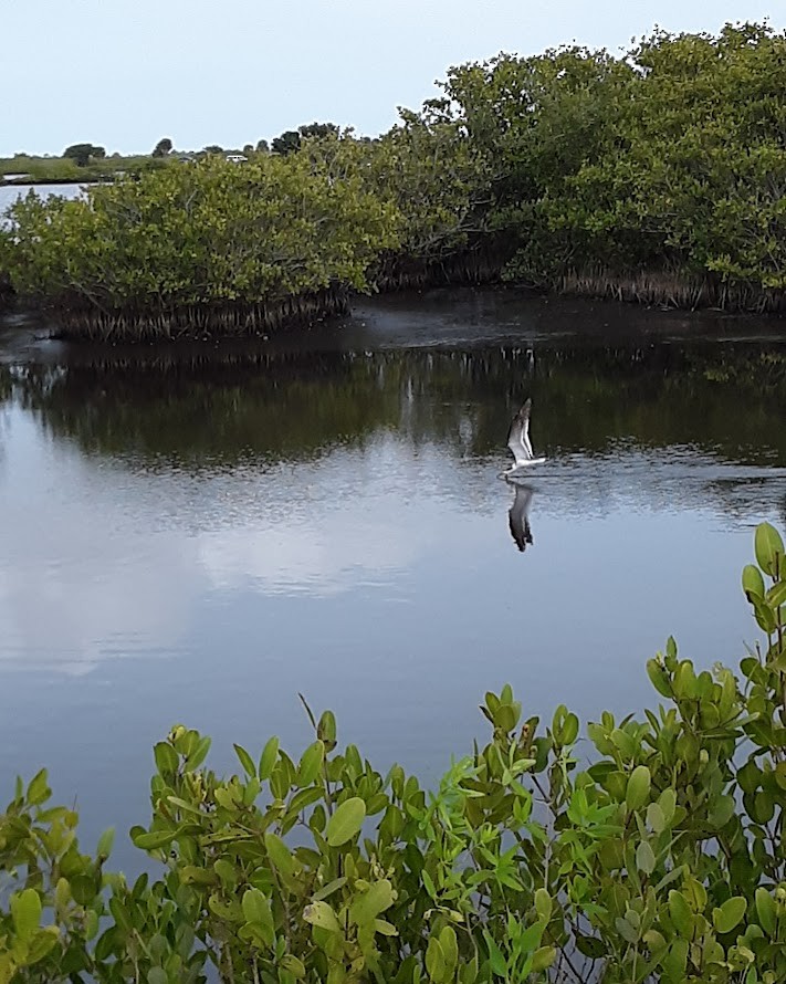 Black Skimmer - ML616374542