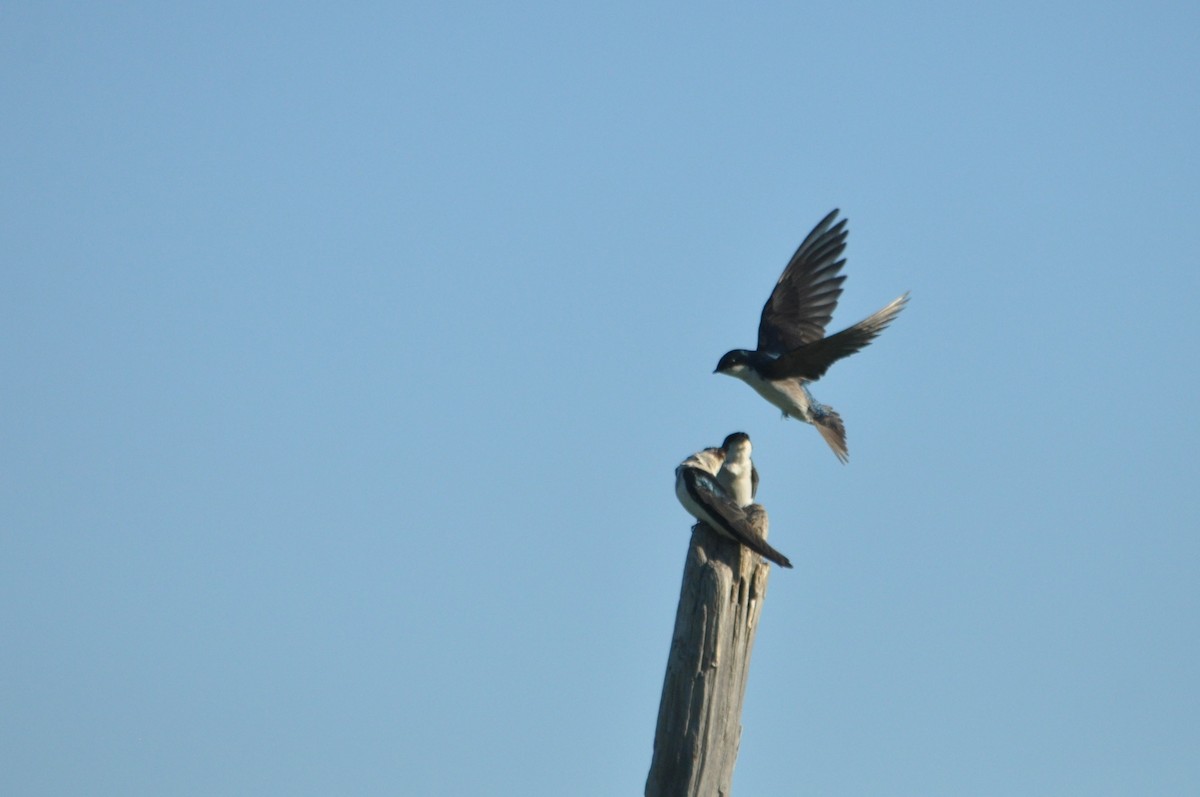 Golondrina Bicolor - ML616374543