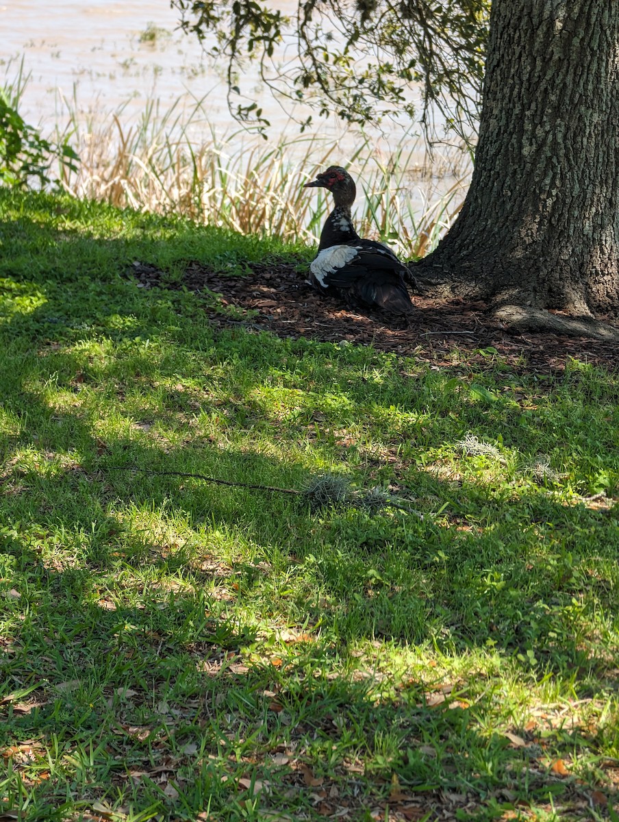 Muscovy Duck (Domestic type) - ML616374548