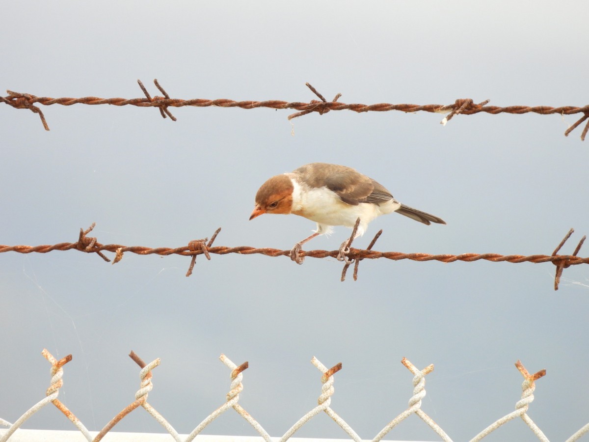 Yellow-billed Cardinal - ML616374552