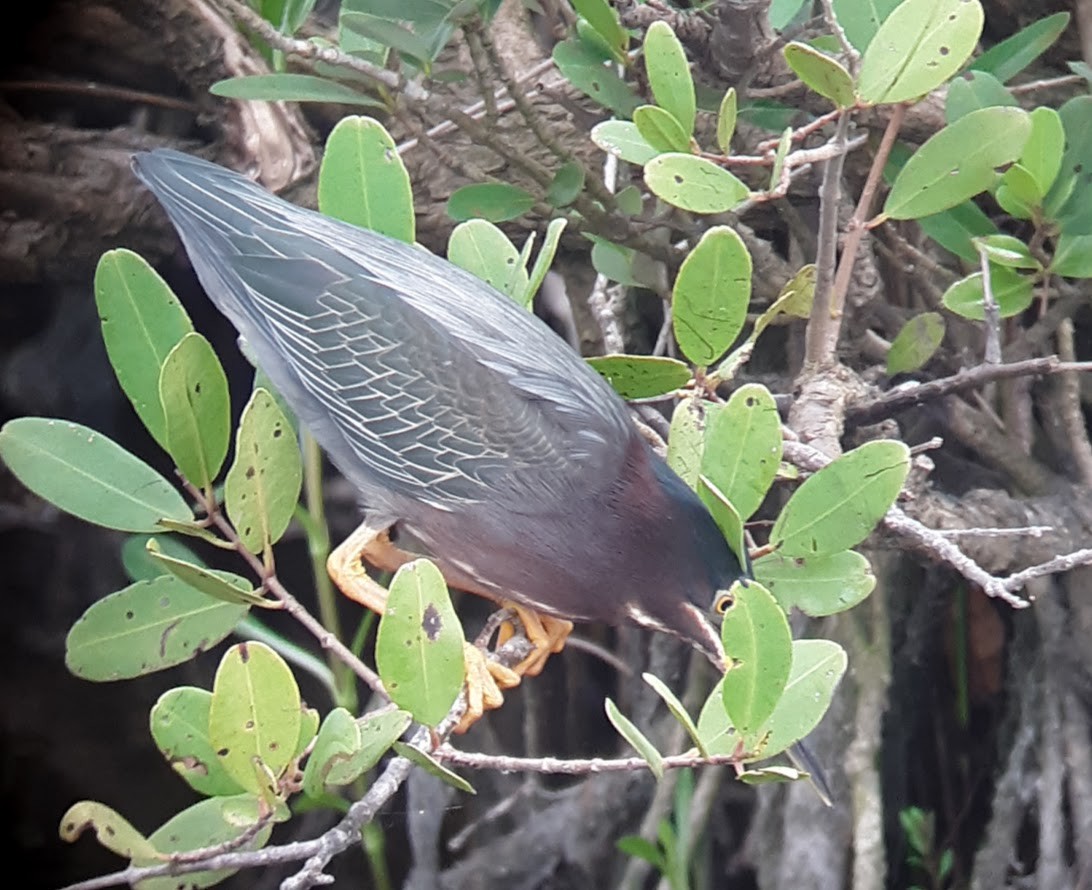 Green Heron - ML616374557