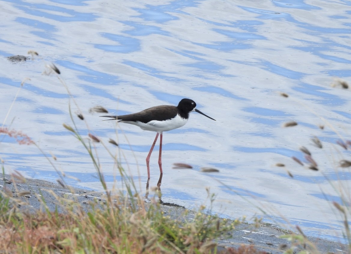 Black-necked Stilt - ML616374573