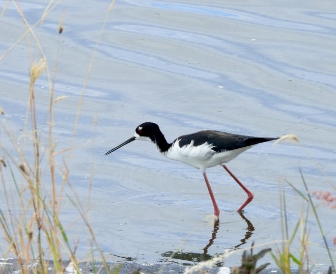 Black-necked Stilt - ML616374574