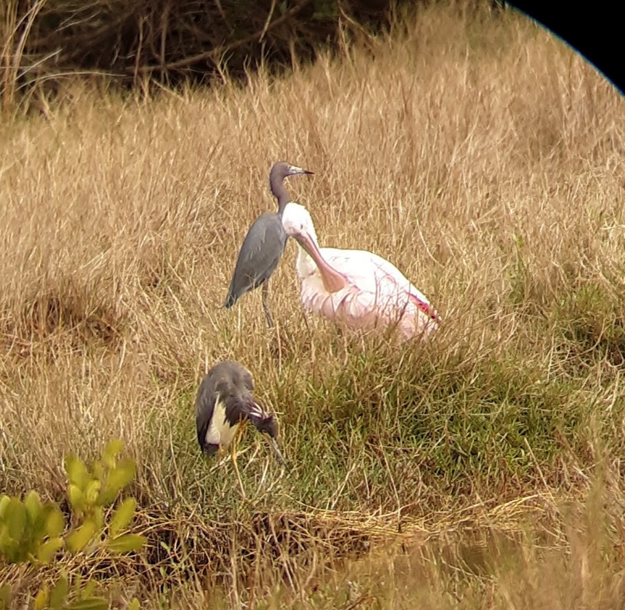 Roseate Spoonbill - ML616374575