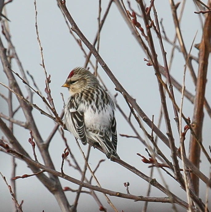 Hoary Redpoll - ML616374601