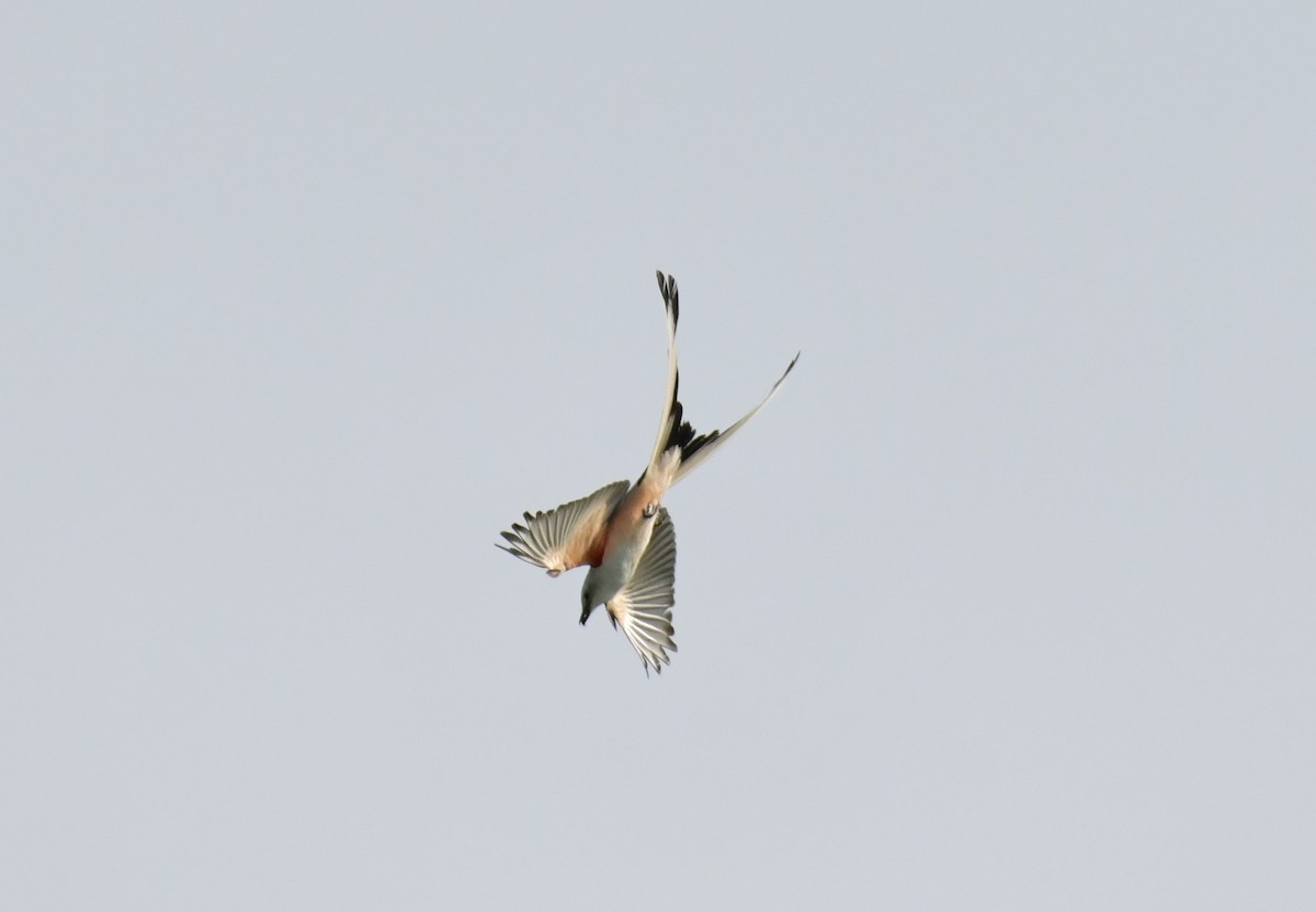 Scissor-tailed Flycatcher - ML616374603
