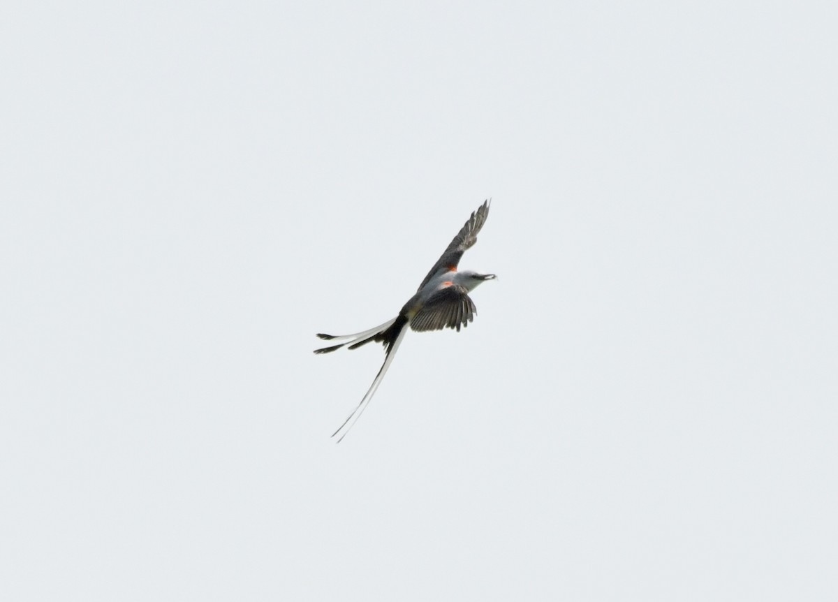 Scissor-tailed Flycatcher - ML616374605