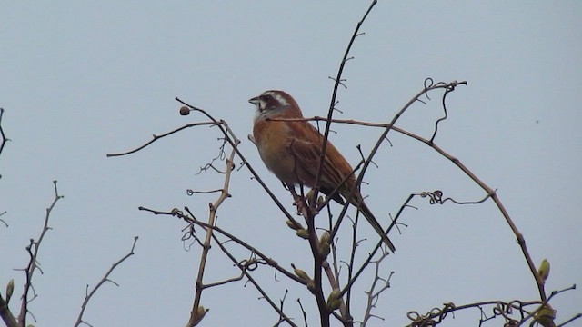 Meadow Bunting - ML616374609