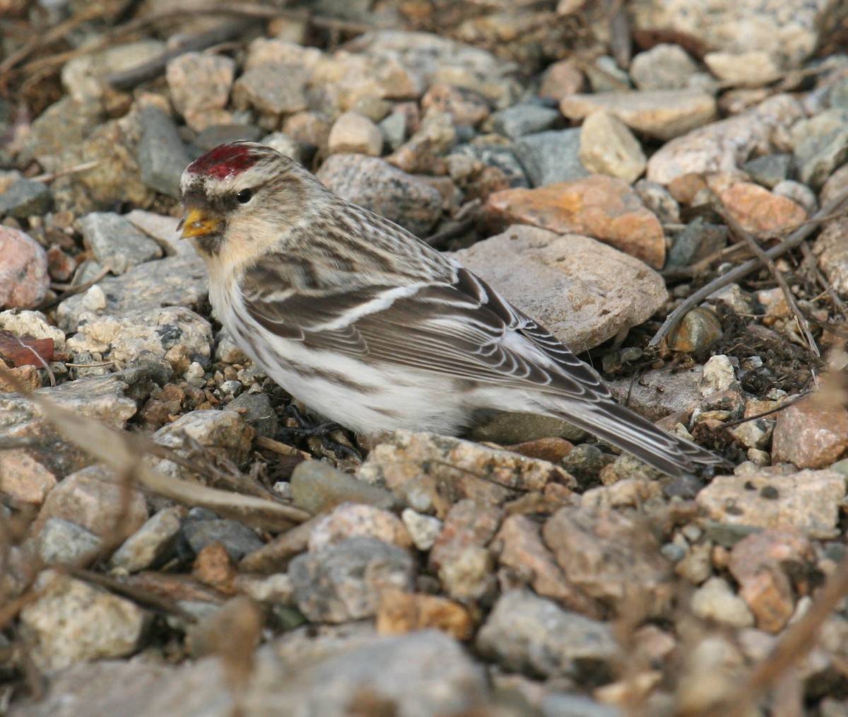 Hoary Redpoll - ML616374644