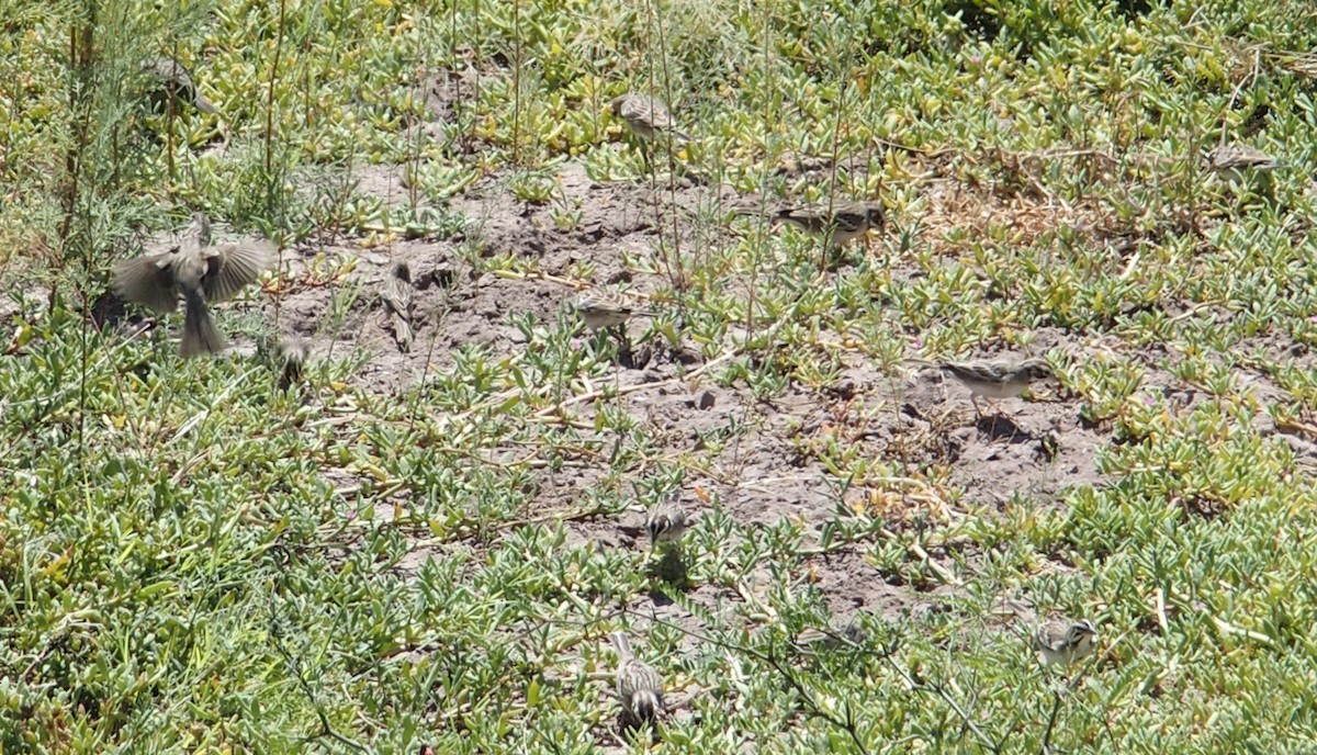 Lark Sparrow - Joshua Davis