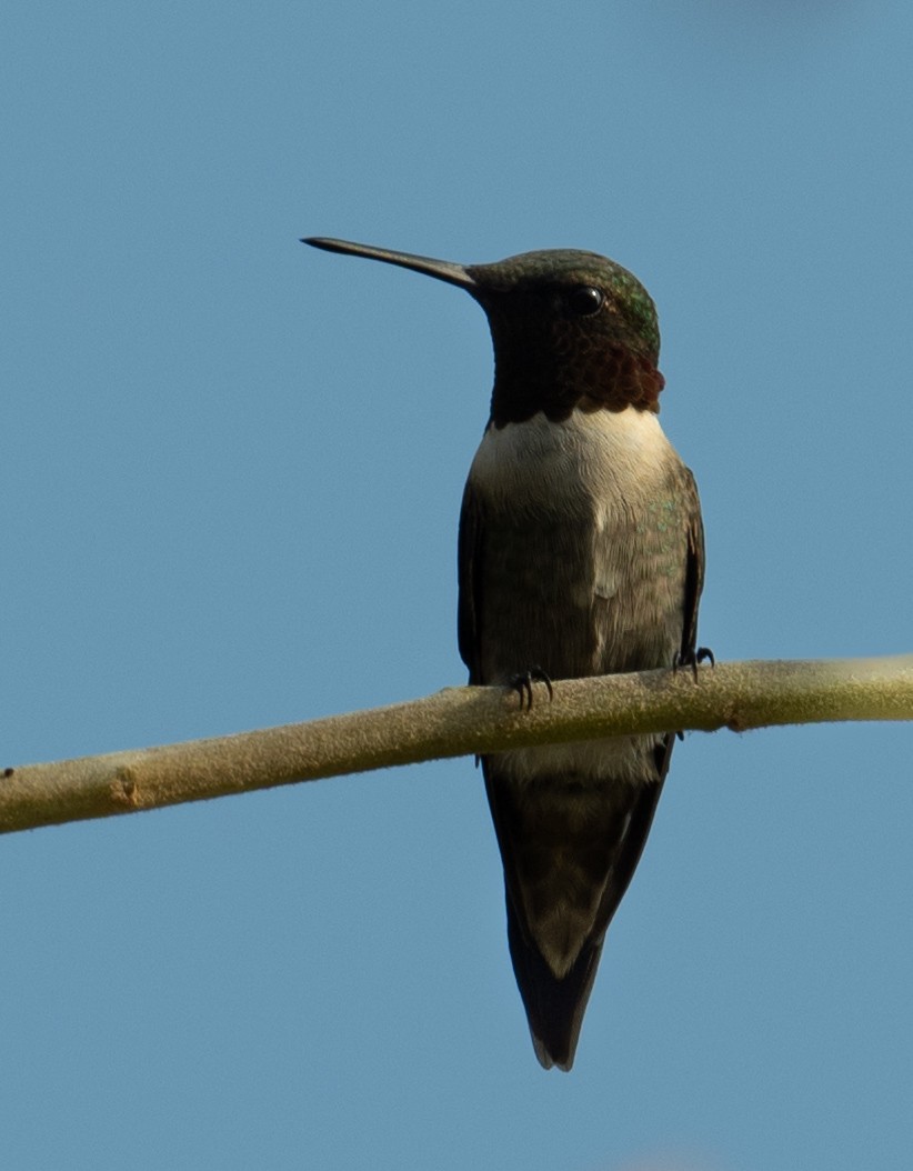 Ruby-throated Hummingbird - ML616374656