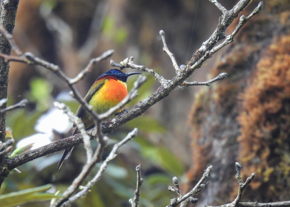 Grünschwanz-Nektarvogel (angkanensis) - ML616374663