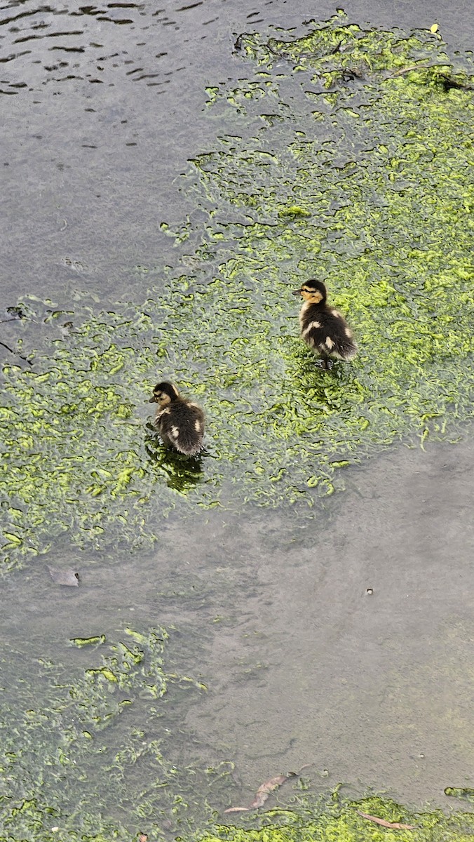 Canard colvert - ML616374676