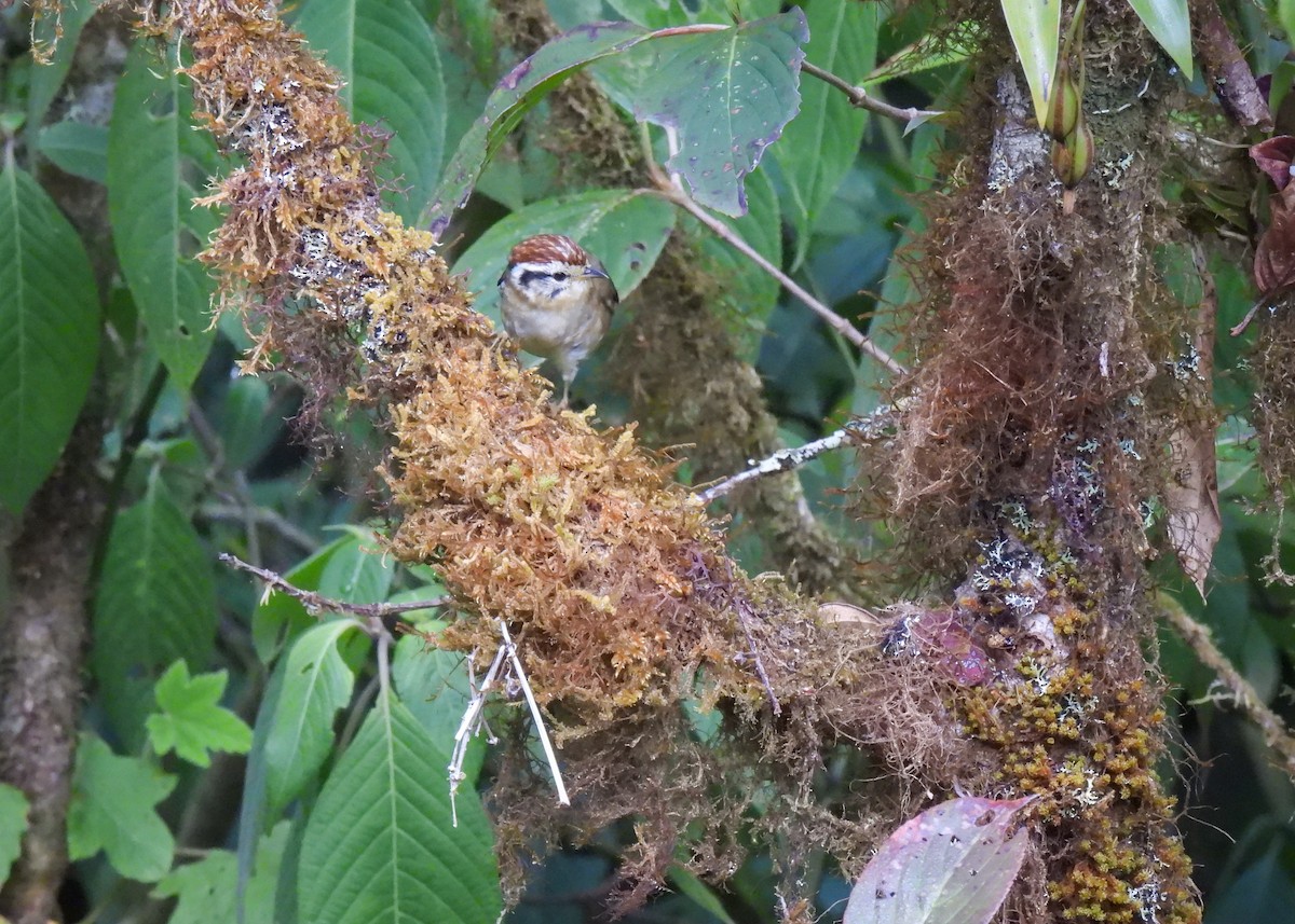 Rufous-winged Fulvetta - ML616374709